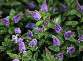 Hebe - Hebe x andersoni