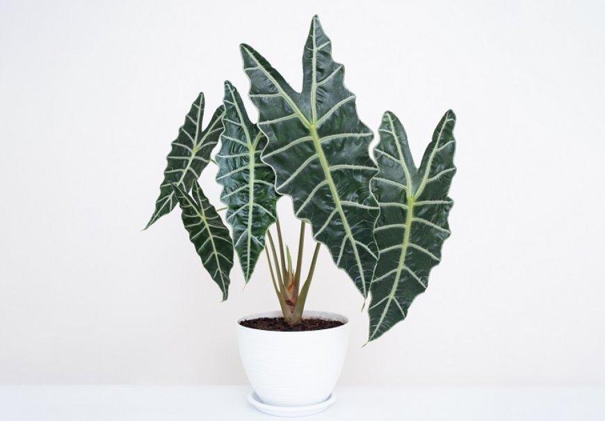 Kris Plant - Alocasia sanderiana