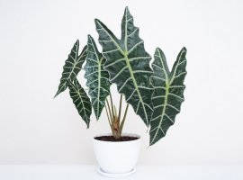 Kris Plant - Alocasia sanderiana