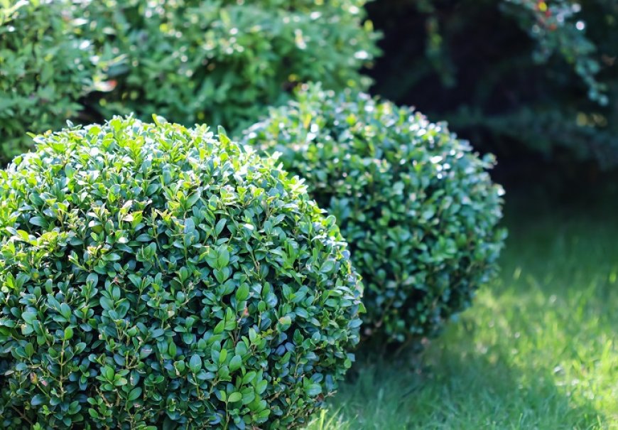 Common Box - Buxus sempervirens