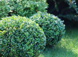 Common Box - Buxus sempervirens