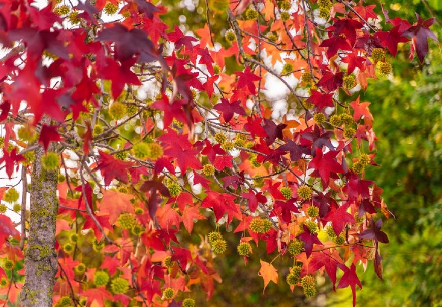 American Sweetgum - Liquidambar styraciflua
