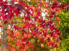 American Sweetgum - Liquidambar styraciflua