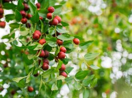 Common jujube - Zizyphus jujuba