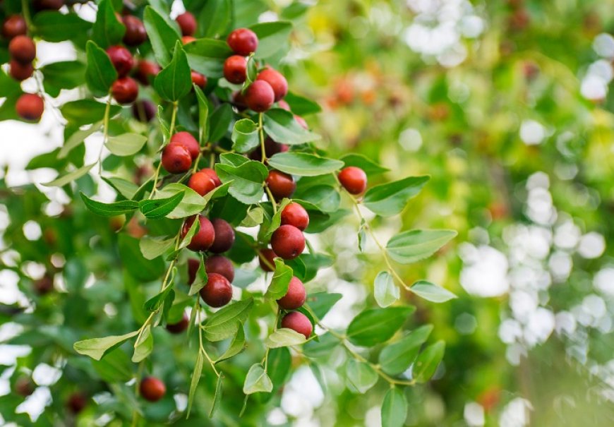 Jujube - Zizyphus jujuba
