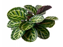 Eternal Flame - Calathea roseopicta