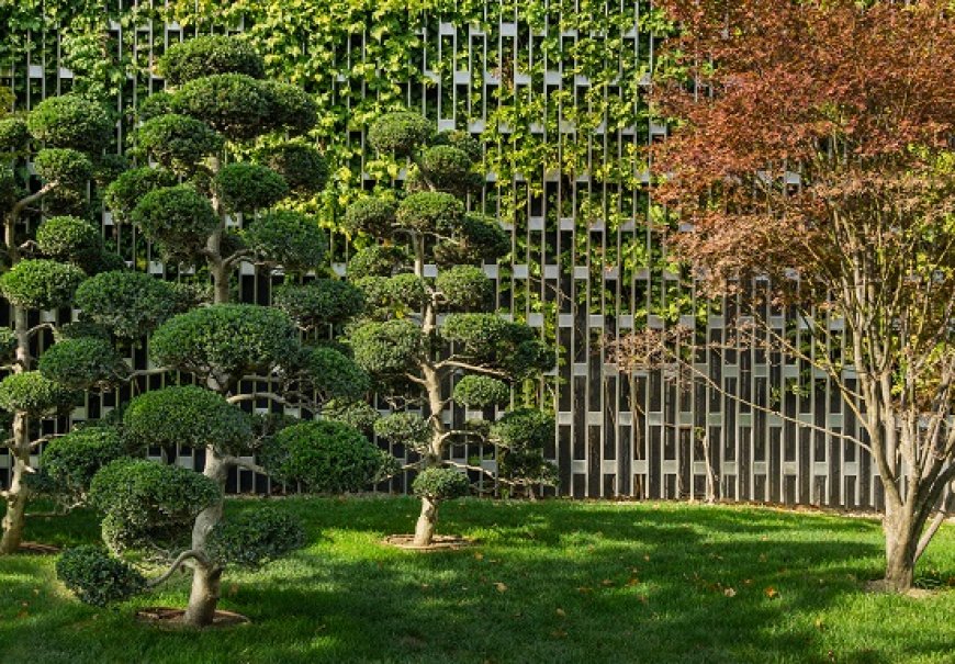 Japanska božikovina - Ilex crenata