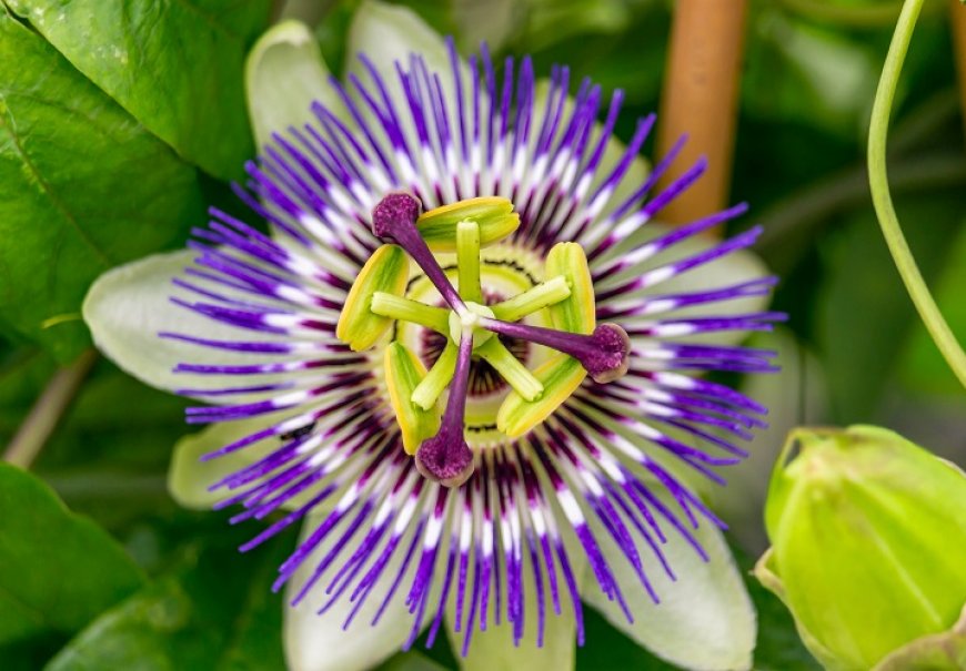 Blue Passion Flower - Passiflora coerulea