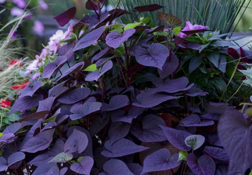 Batat - Ipomea batatas