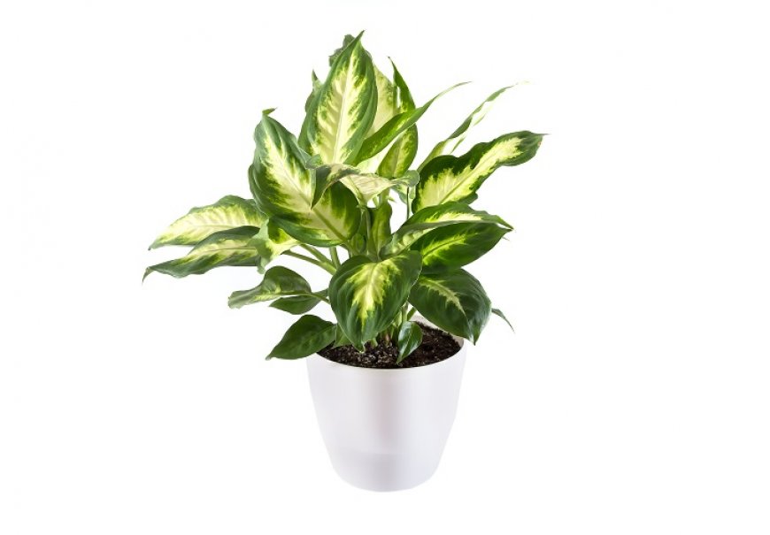 Dumb Cane - Dieffenbachia maculata