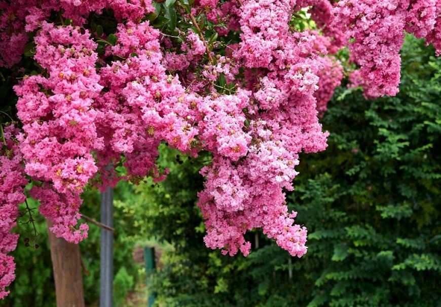 Lagerstremija - Lagerstroemia indica