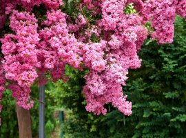 Crape Myrtle - Lagerstroemia indica 
