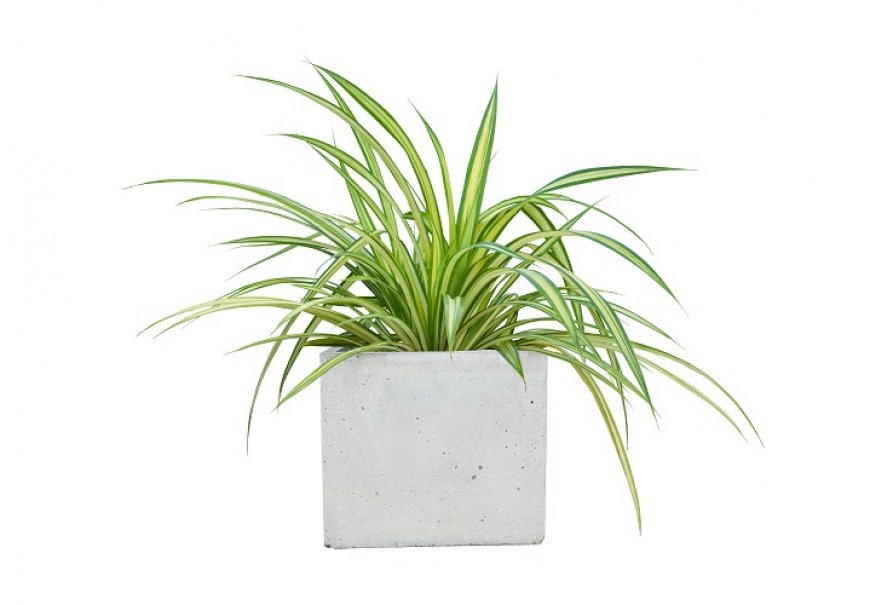 Spider Plant - Chlorophytum comosum