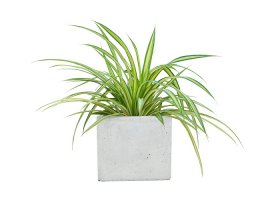 Spider Plant - Chlorophytum comosum