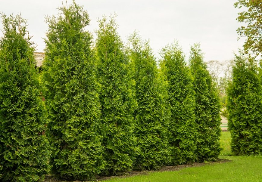 Western Arborvitae - Thuja occidentalis 'Smaragd'