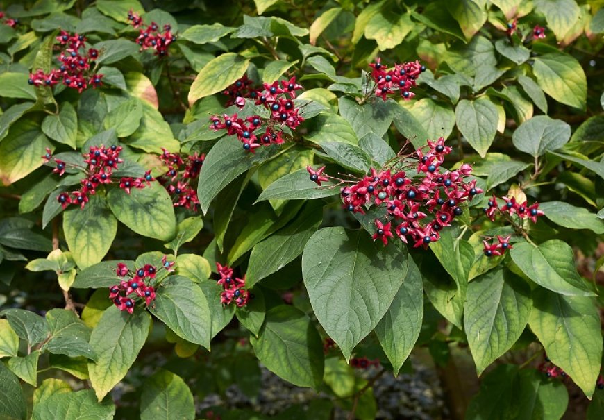 Harlequin Glory Bower - Clerodendrum trichotomum 