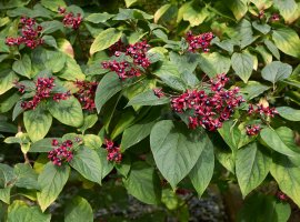 Harlequin Glory Bower - Clerodendrum trichotomum 