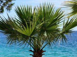 Desert Fan Palm - Washingtonia filifera