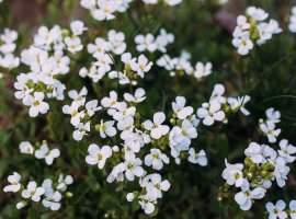 Mountain Rock Cress - Arabis sp.