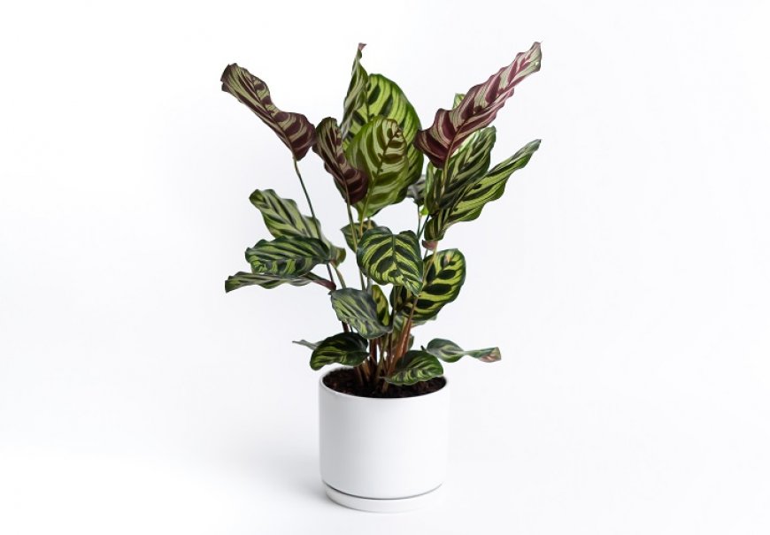 Peacock Plant - Calathea makoyana