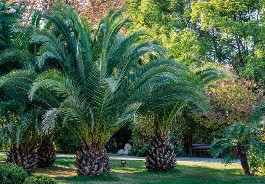 Canary Island Date - Palm Phoenix canariensis