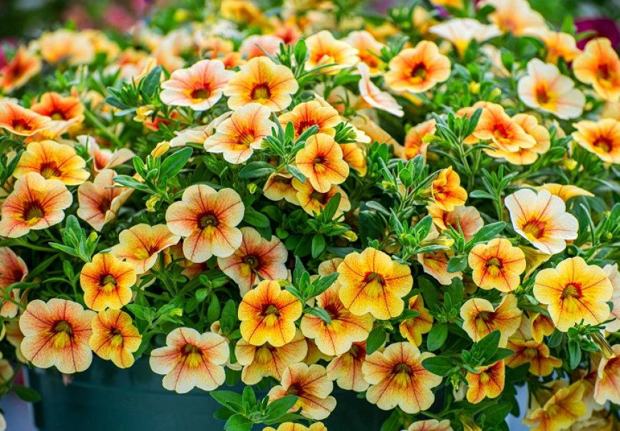 Million bells - Calibrachoa hybrida