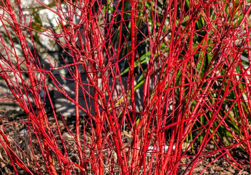 Drijen - Cornus alba