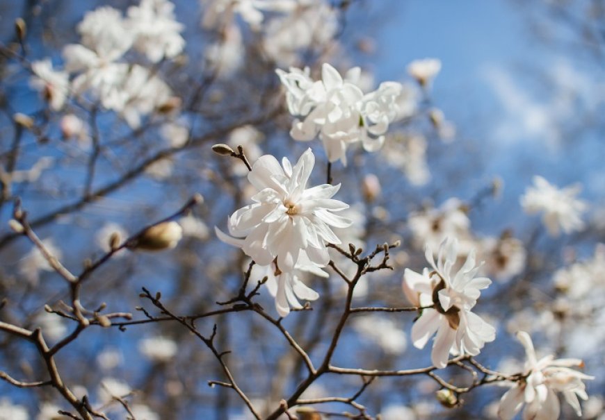 Star Magnolia - Magnolia stelata
