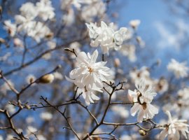 Star Magnolia - Magnolia stelata