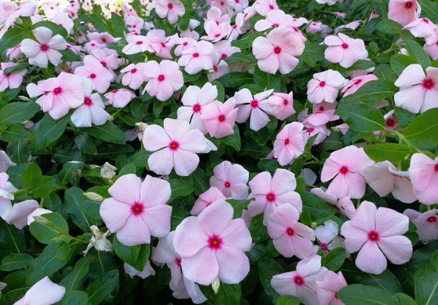 Madagascar Periwinkle - Catharanthus roseus