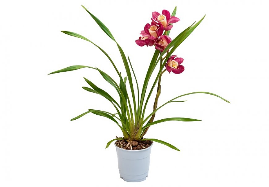  Boat Orchids - Cymbidium