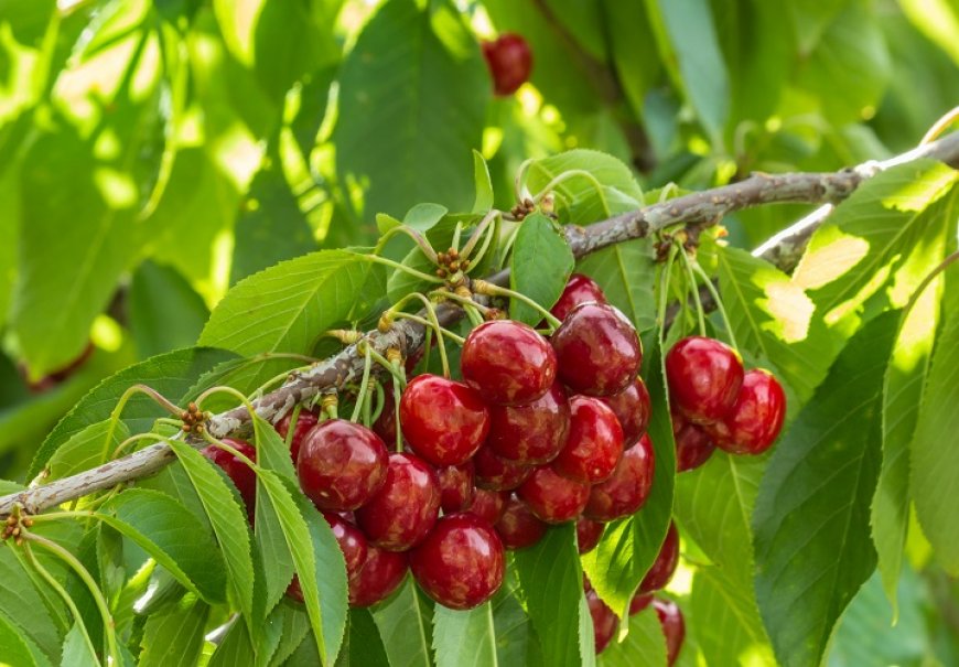 Cherry - Prunus avium