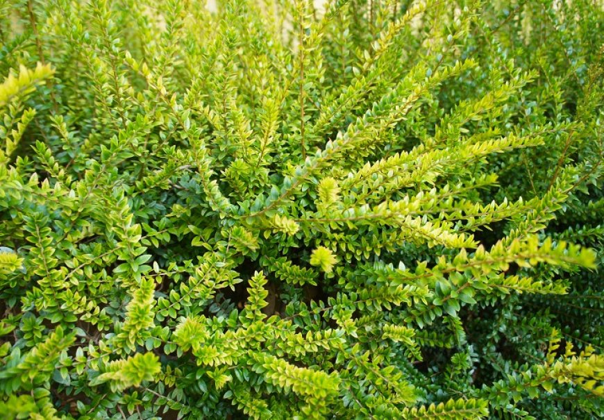 Kozokrvina - Lonicera nitida