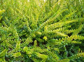 Kozokrvina - Lonicera nitida