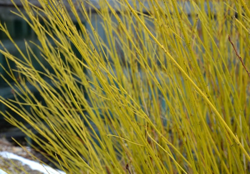 Drijen - Cornus stolonifera