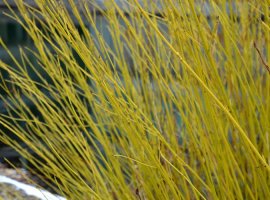 Drijen - Cornus stolonifera