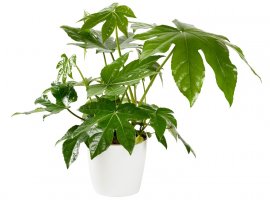 Sobna aralija - Fatsia japonica