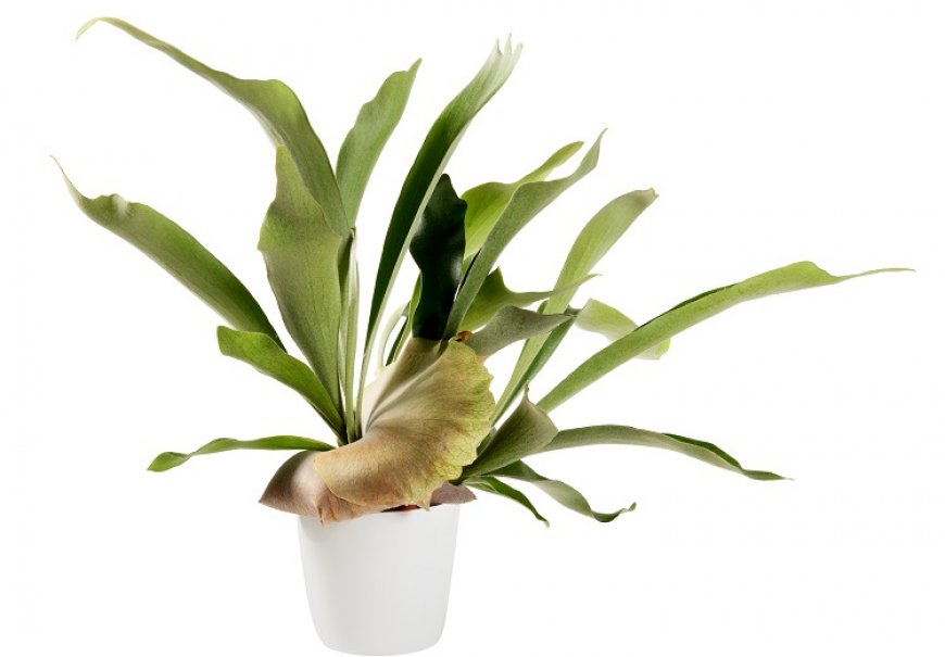 Elkhorn Fern - Platycerium bifurcatum