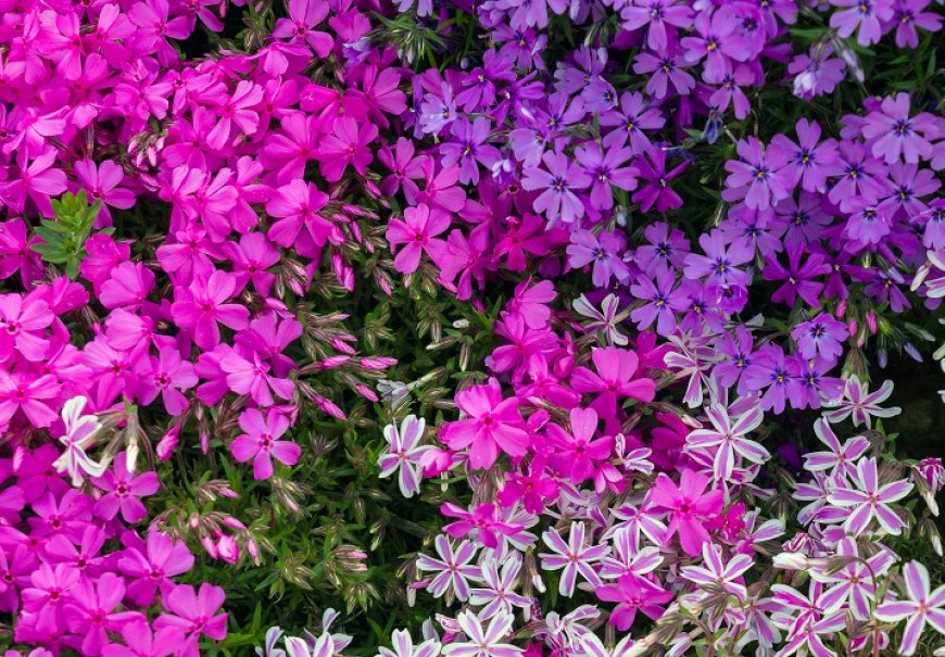 Moss Phlox - Phlox subulata