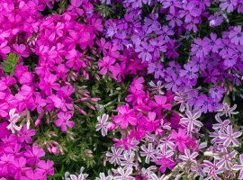 Moss Phlox - Phlox subulata
