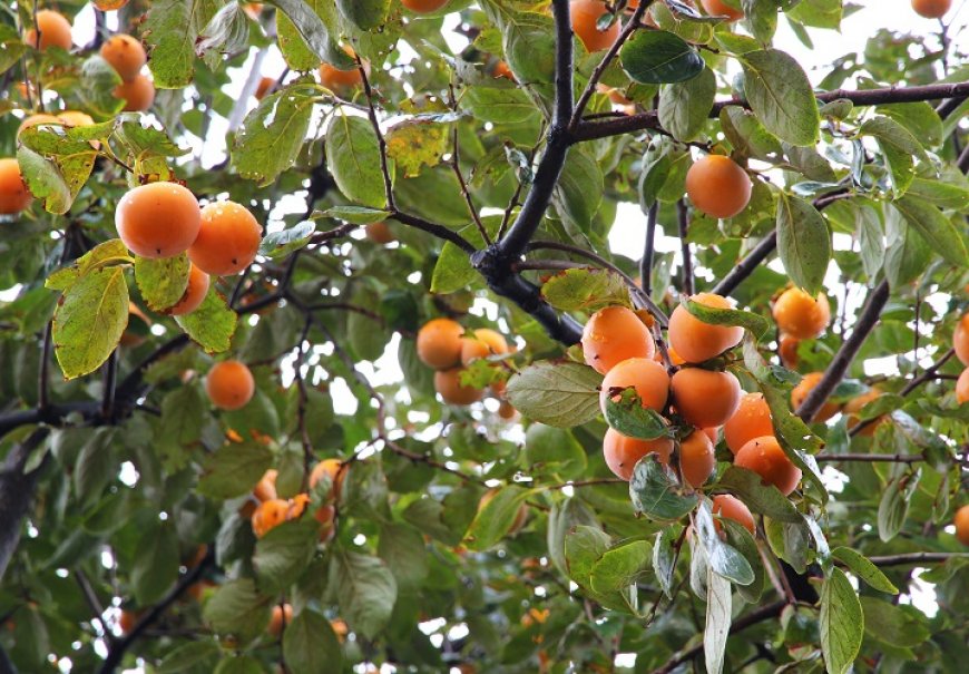 Kaki Persimmon - Dyospiros kaki