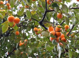 Kaki Persimmon - Dyospiros kaki