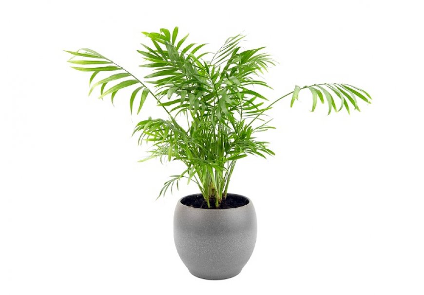 Parlour Palm - Chamaedorea elegans