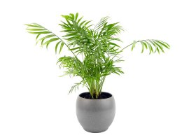 Parlour Palm - Chamaedorea elegans