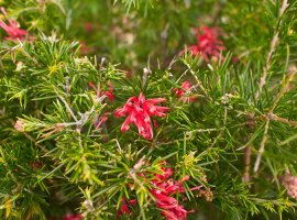 Rosemary Grevillea -  Grevillea rosmarinifolia