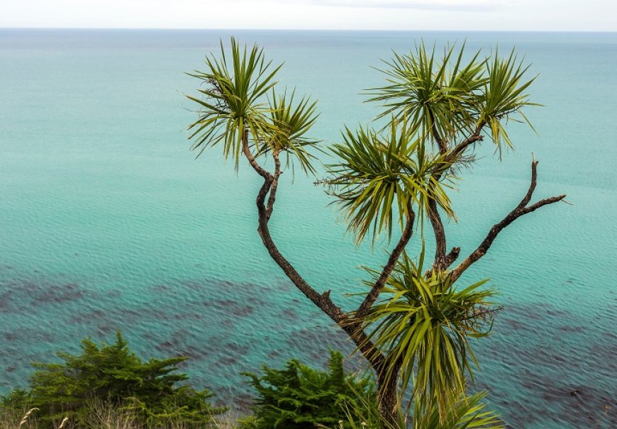 Dracaena - Cordyline indivisia sin. Dracena indivisa