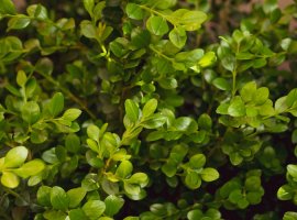 Common Box - Buxus ' Macrophyla x Rotundifolia'