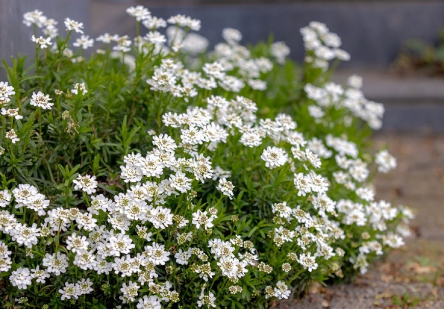  Evergreen Candytuft - Iberis sempervirens