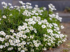  Evergreen Candytuft - Iberis sempervirens