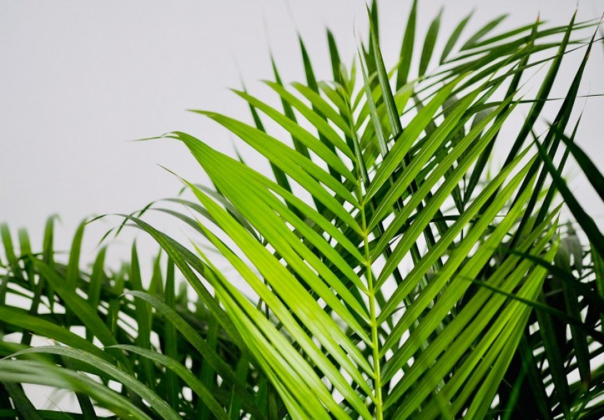 Stražarska palma - Howea forsteriana
